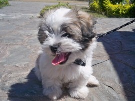 Tina
