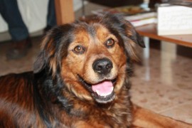 Triki 