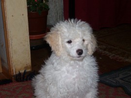 susy