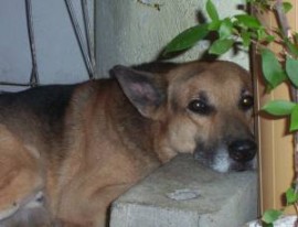 Bilu