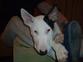ROCCO