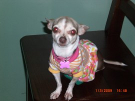 Dafne