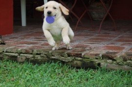 Ciro