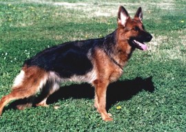 Lenna