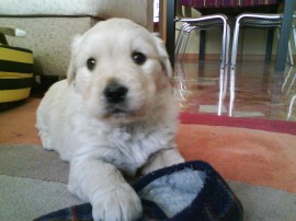 Luso