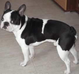 tango