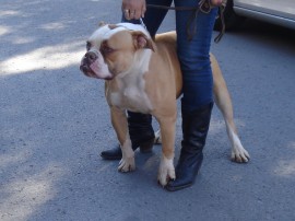 de billy bulldog maylo