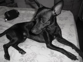 puky