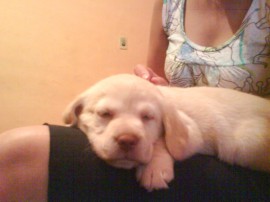 LUPE