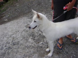 Shirka