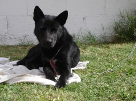 MERLIN