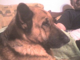 Lady