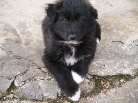 sayko