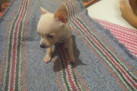 lola