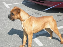 pumba
