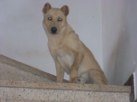 QUIKO