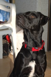 Brutus