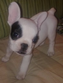 Dixie