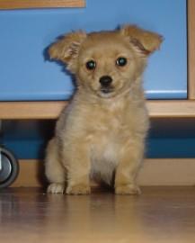 Canela
