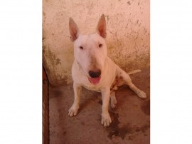 Oddie