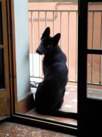 kira
