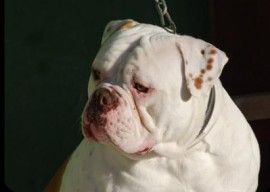 de billy bulldog odin