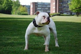 de billy bulldog lennox