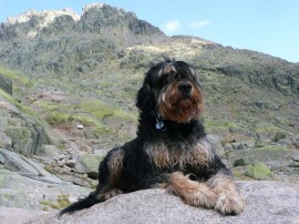 Ficha de Patán (Un perro de Patan) | Perros.com