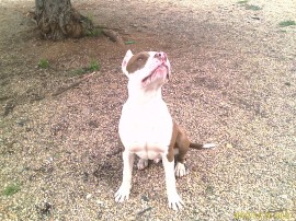 kayser