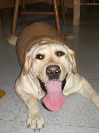 Kiba