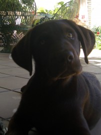 Shango