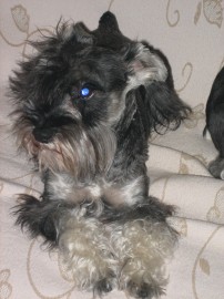pepo