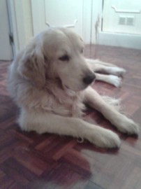 Tauser