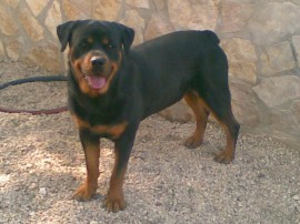 Tosco