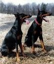 lobo y duke