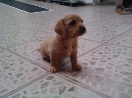xochitl