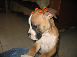 LOLA