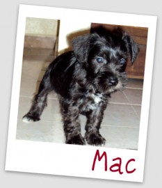 Mac
