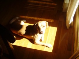 fito 