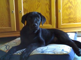 OTTO