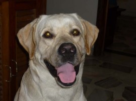 Titi