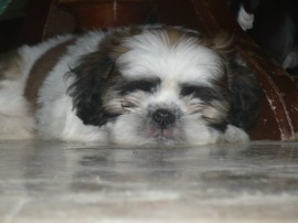 Teddy Lucas