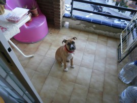 Pipo