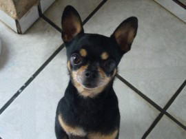 NEGRITO