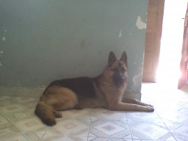 Hitler