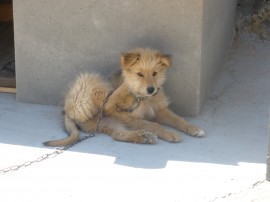 simba