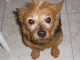 kuko