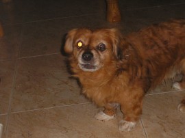 Pitufo