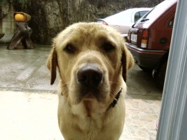 Pancho