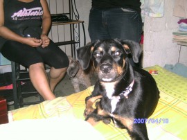 NINI TEQUILA 